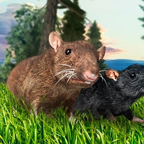 Forest Mouse
